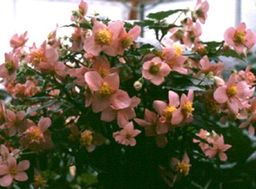 B. ‘Le Madelon’